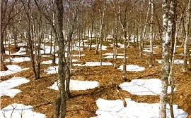 標津遺跡群伊茶仁カリカリウス遺跡の写真
