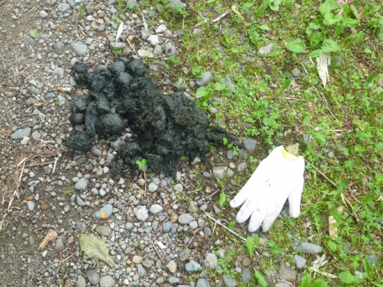 ヒグマの糞の写真