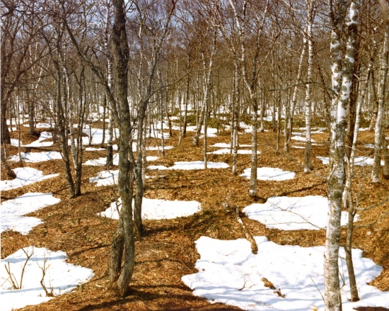 跡伊茶仁カリカリウス遺跡の写真
