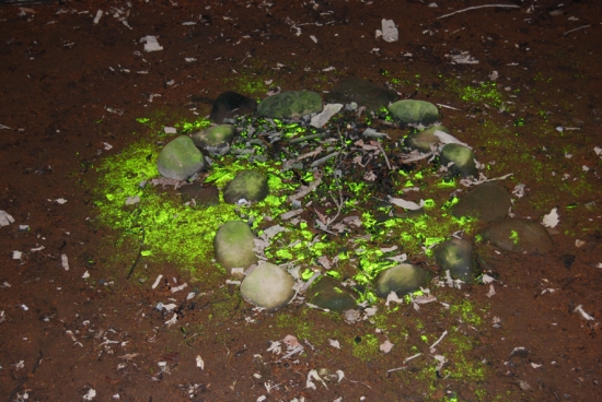 暗闇で光を反射するヒカリゴケの写真