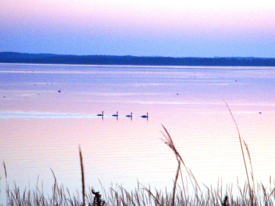 オオハクチョウの写真