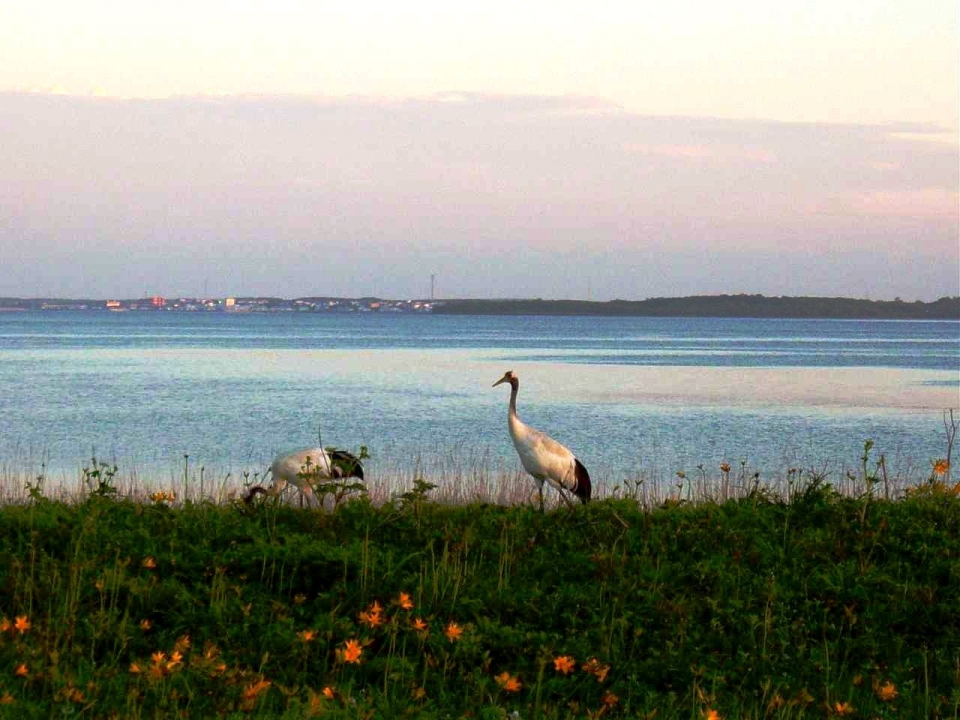 タンチョウの写真