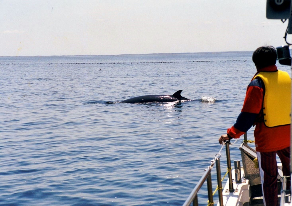 ミンククジラの写真