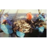 標津町の漁業の様子