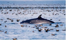 標津近海で見られるクジラの写真