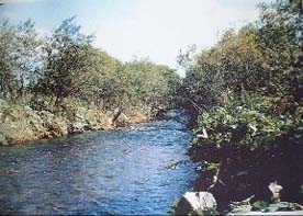 標津町内の川の写真