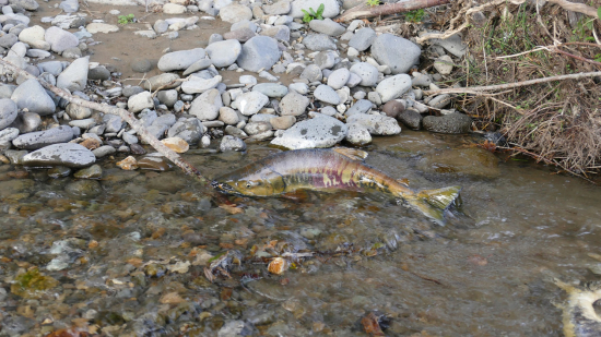 遡上する鮭