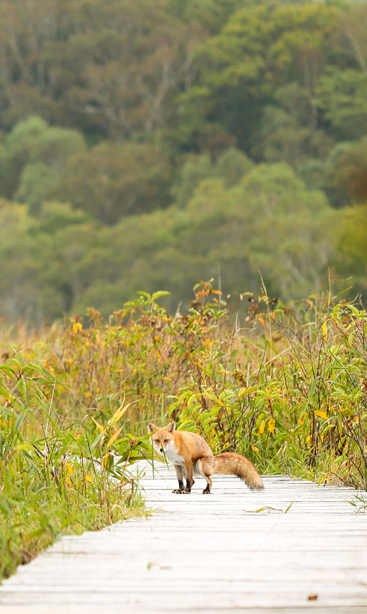 ポー川史跡自然公園とキツネ
