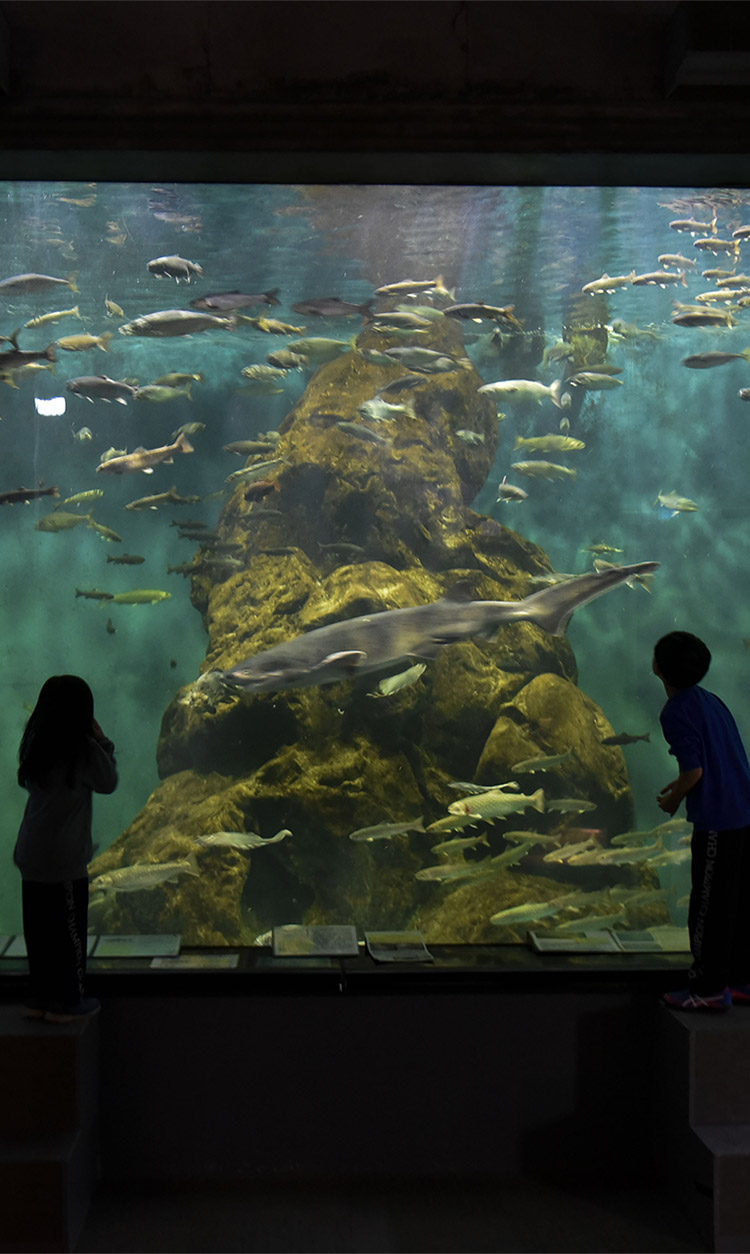 標津サーモン科学館の水槽を見る子ども